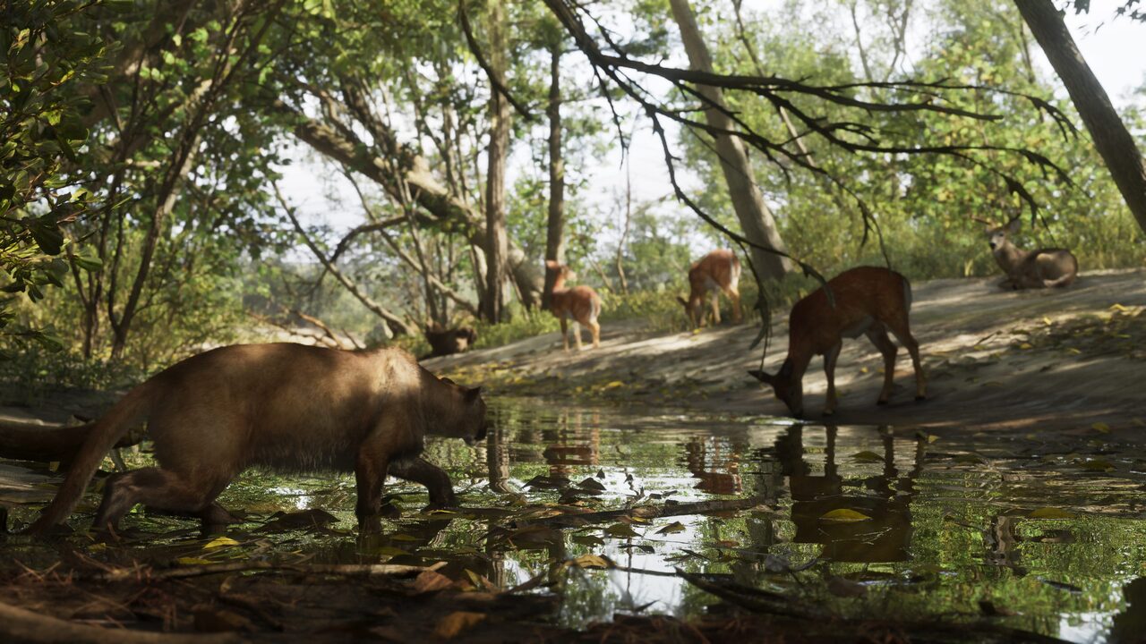 A panther wading through a shallow leaf-strewn creek while deer graze and drink on the bank a short distance behind it.